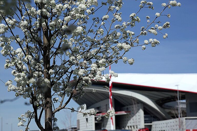 Jardines del Estadio Metropolitano