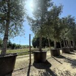 ¿Qué plantas sobrevivirán al clima que viene?